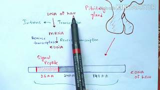 Production of Human growth hormone by rDNA technology  Recombinant growth hormone or somatotropin [upl. by Leeland]