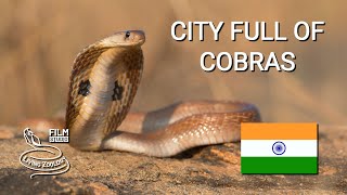 City full of venomous snakes in India Spectacled cobras Russells vipers snake rescues [upl. by Kostman]