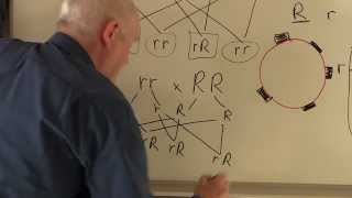 Blood 8 Blood groups Genetics of Rhesus factor [upl. by Nordine]