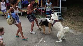 Dog fight between a German Shepherd puppy and an adult Akita [upl. by Rori5]