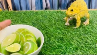 Funny frogs vs lemon 🍋  screaming frogs funny videos [upl. by Atinihs]