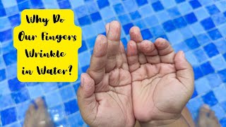 Why Do Our Fingers Wrinkle in Water Exploring the Science of WaterInduced Wrinkling [upl. by Juli487]