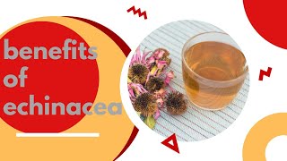 10 Powerful Health Benefits of Echinacea You Need to Know Use of echinacea in daily life [upl. by Ayokahs]