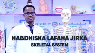 HABDHISKA LAFAHA JIRKA SKELETAL SYSTEM  DR JOWHARI VIDEOS [upl. by Ferreby]