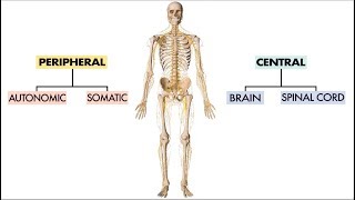 How do nerves become hypersensitive [upl. by Erbua340]