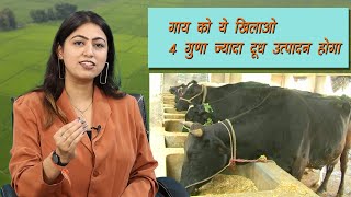 Gay Palan mein sahi Aaharcow farming agriculture [upl. by Gebelein]