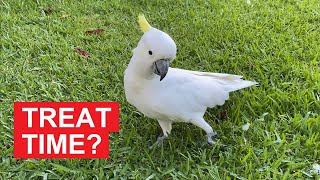 My Feathered Shadow Wild Sulphur Crested Cockatoo Follows Me Around [upl. by Onurb]