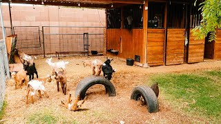 Baby Goats JUMPING PLAYING RUNNING amp FIGHTING 😂 [upl. by Witherspoon]