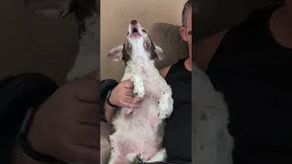 Dog Enjoys Singing Along to Their Owners Harmonica Tunes  1480088 [upl. by Moir]