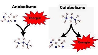 ¿Cuál es la diferencia entre ANABOLISMO y CATABOLISMO [upl. by Damaris535]