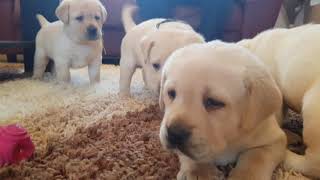 one month old labrador puppies [upl. by Dranoel]