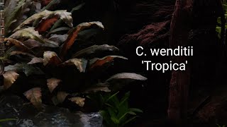 Stunning Cryptocoryne wendtii Tropica  Nature Aquarium  4K UHD [upl. by Rehtaeh]