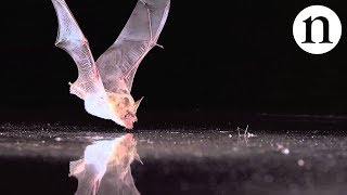 BAT SENSE  by Nature Video [upl. by Htilil]