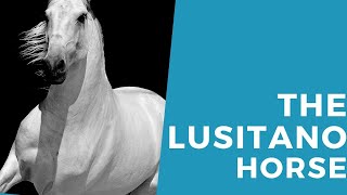 The Lusitano Horse [upl. by Naras893]