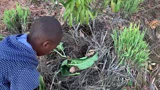 Using leaves to make organic fertilizer [upl. by Rednave147]