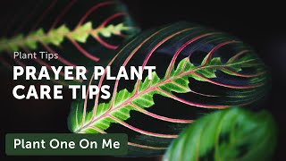 Prayer Plant Marantaceae Care — Ep 031 [upl. by Eastman]