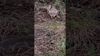 Billingsley brand lures got this young coyote in troublelogsetcoyotepredatorcontrol [upl. by Candra]