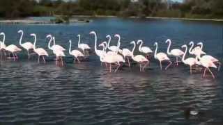 LES FLAMANTS ROSES [upl. by Berlyn172]