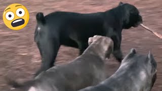 Stopping FIGHT Between Cane Corso amp PITBULL [upl. by Ioved]