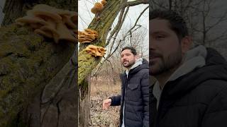 🍄 These Mushrooms Love the Cold 🥶shortvideo mushroom nature snow foraging food science [upl. by Lean]