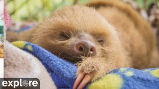 Sloth TV powered by EXPLOREorg [upl. by Mulry]