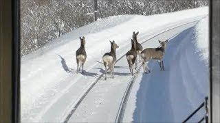 逃げるシカ、追いかける列車。 これはシカたがない（汗） [upl. by Conah]