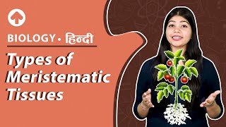 Types of Meristematic Tissues  Hindi  Biology [upl. by Johnsten]