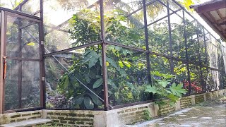 suasana pagi hari di aviary panjang 17 meter  aviary mini 58 [upl. by Aicila888]