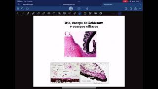 Video de histologia del ojo [upl. by Anaerda]