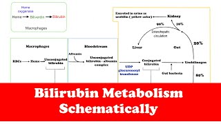 Gastrointestinal Bilirubin Metabolism Quick Review [upl. by Osmen]