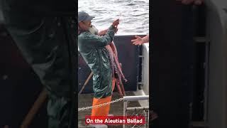 Giant Pacific Octopus Hectocotylus on Aleutian Ballad trip [upl. by Nallaf]