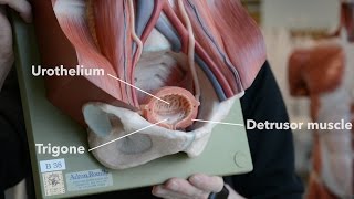 Bladder Anatomy [upl. by Perl132]