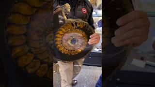 How Ammonite Fossil formed shorts [upl. by Ocko]