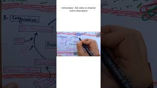 Extrinsic Pathway of Coagulation  HEMOSTASIS [upl. by Ecnedurp818]