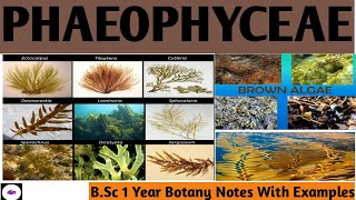 PHAEOPHYCEAE  BROWN OR OLIVE GREEN ALGAE  CLASSIFICATION OF ALGAE  Bsc Botany Notes  ZBC [upl. by Selda]