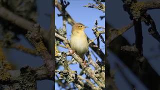 Willow Warbler Song amp Call  Beautiful Bird Sounds birds [upl. by Adnawak110]