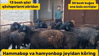 Xisori buģoz ona bola sovliqlar qõzi qõchqorlar 998972050511 arzon joyidan kõring [upl. by Skippy]