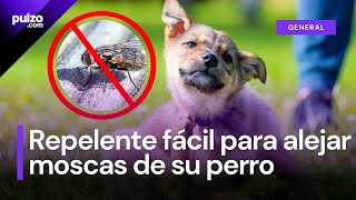 Repelente casero para alejar las moscas de su perro así puede hacerlo con su paso a paso  Pulzo [upl. by Arymas183]