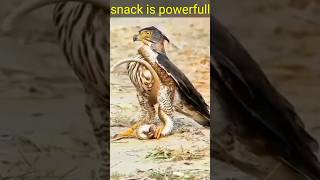 snack 🥨 attack the eagle 🦅 shortviralshorteagle snack [upl. by Acyre]