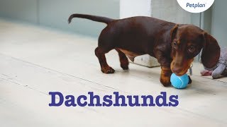 Dachshund Puppies amp Dogs  Breed Facts amp Information  Petplan [upl. by Anaya]