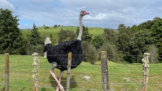 Te Araroa Day 56  10411069 kms  Taumarunui to Owhango [upl. by Haye]