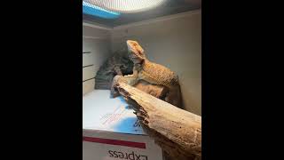 Scorch shoeing off his dominance beardeddragon beardeddragoncare beardeddragonlover reptile [upl. by Sunderland]