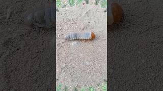 Big Worms short video🐛  🐛animals Worms video short  worms best short videos🐛  Shorts shorts [upl. by Rotceh]