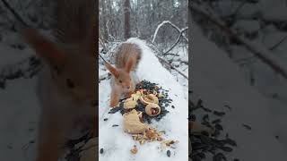 Три белочки в зимнем лесу Trois écureuils dans la forêt dhiver Sibérie [upl. by Nnaihs]