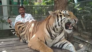 Bangkok tiger park [upl. by Yr]