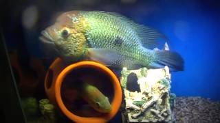 Umbee cichlids breeding Update [upl. by Anotyal]