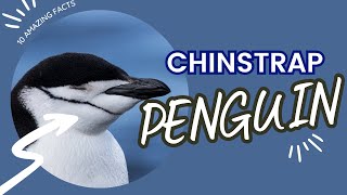 10 Fascinating Facts About Chinstrap Penguins  Penguins 101 [upl. by Meit398]