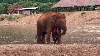 Elephant acts protective over her favourite person  ElephantNews [upl. by Suk]