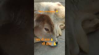 Help voiceless🙏 feed voiceless🙏 गौ सेवा 🙏 shots trending viralshort [upl. by Airad]