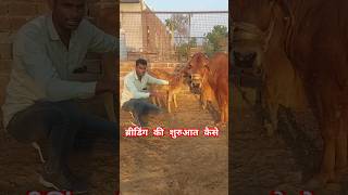 ब्रीडिंग की शुरुआत कैसे Sahiwal cow Tharparkar cow Sahiwal bull Tharparkar bull Haryana caw [upl. by Jon24]